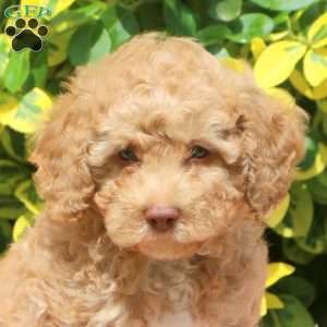 Harlem, Miniature Poodle Puppy