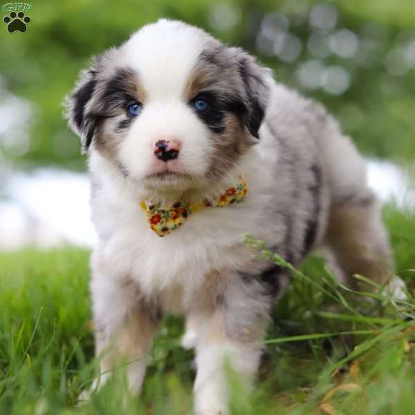 Harley, Miniature Australian Shepherd Puppy