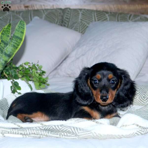 Harley, Dachshund Puppy