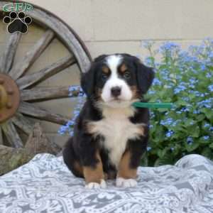 Bernese Mountain Dog Puppies For Sale - Greenfield Puppies