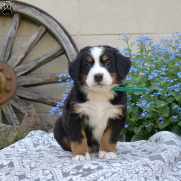 Harley, Bernese Mountain Dog Puppy