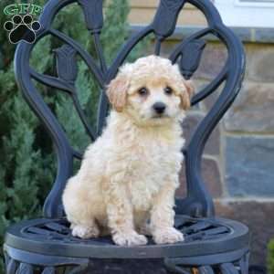 Harley, Bich-Poo Puppy