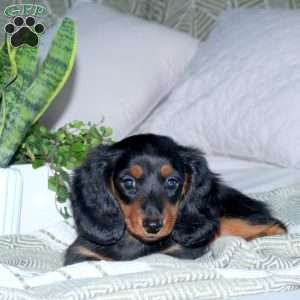 Harley, Dachshund Puppy