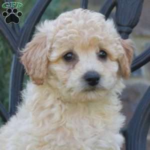 Harley, Bich-Poo Puppy