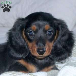 Harley, Dachshund Puppy