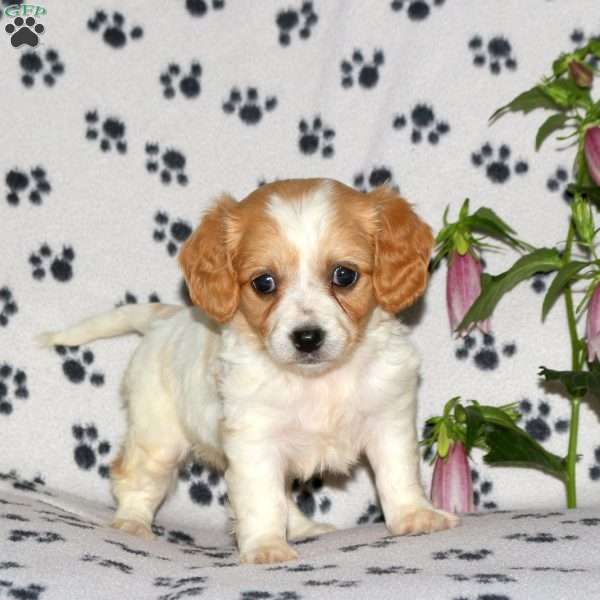 Harlow, Cavachon Puppy