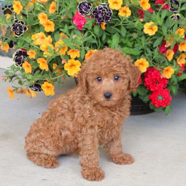 Harlow, Miniature Poodle Puppy