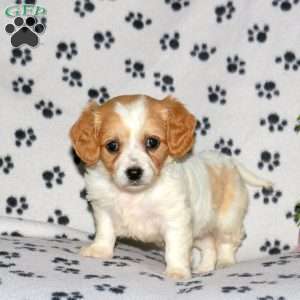 Harlow, Cavachon Puppy