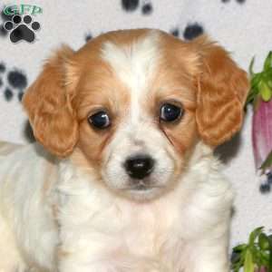 Harlow, Cavachon Puppy