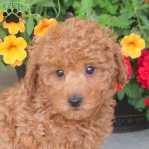 Harlow, Miniature Poodle Puppy