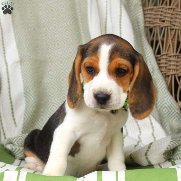 Harmony, Beagle Puppy