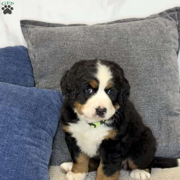 Harper, Bernese Mountain Dog Puppy
