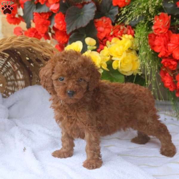 Harper, Miniature Poodle Puppy