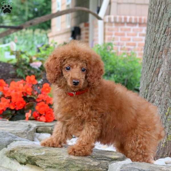 Harper, Miniature Poodle Puppy