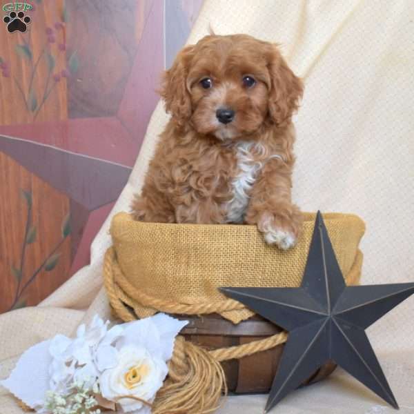 Harper, Cavapoo Puppy