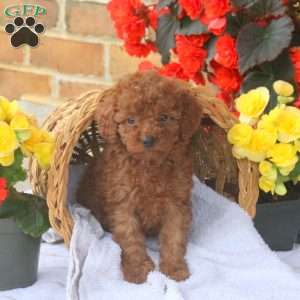 Harper, Miniature Poodle Puppy