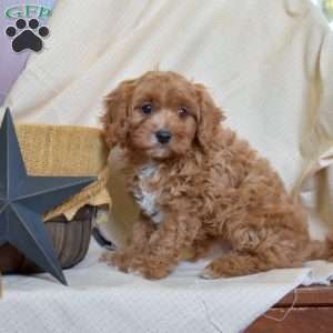Harper, Cavapoo Puppy