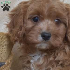 Harper, Cavapoo Puppy
