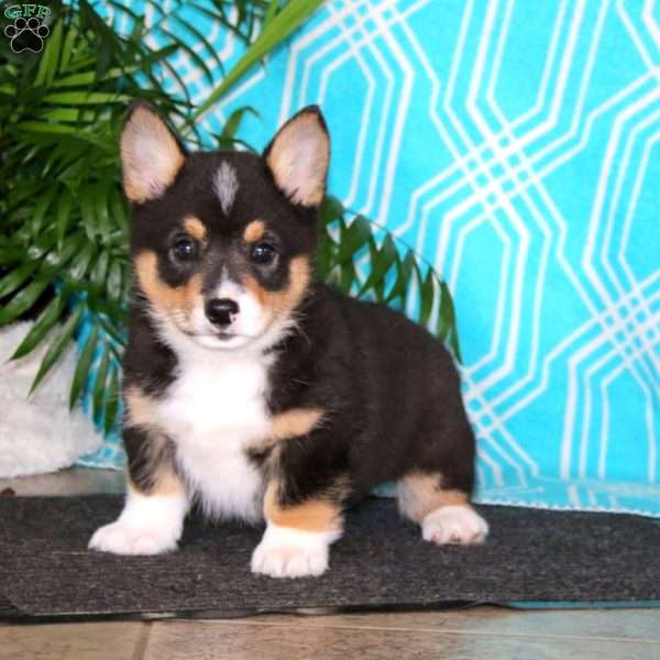 Harper, Pembroke Welsh Corgi Puppy