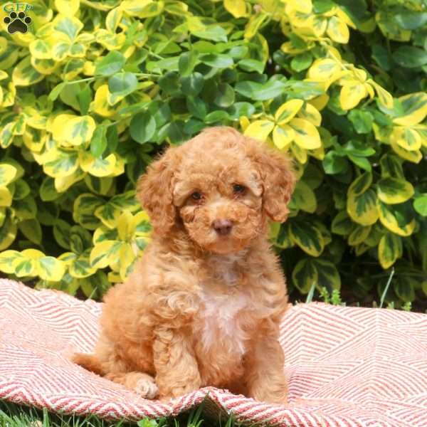 Harriet, Miniature Poodle Puppy