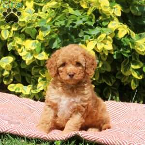 Harriet, Miniature Poodle Puppy