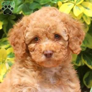 Harriet, Miniature Poodle Puppy