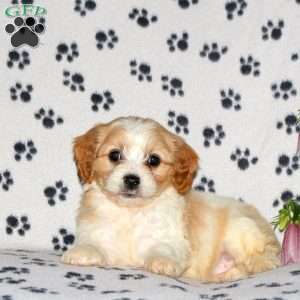 Harrison, Cavachon Puppy