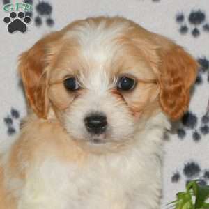 Harrison, Cavachon Puppy
