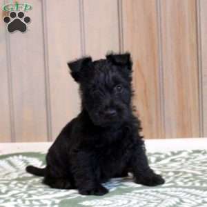 Harrison, Scottish Terrier Puppy