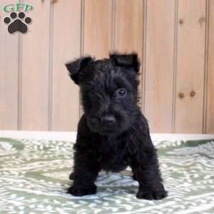 Harrison, Scottish Terrier Puppy