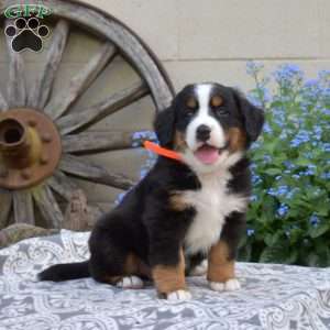 Bernese Mountain Dog Puppies For Sale - Greenfield Puppies