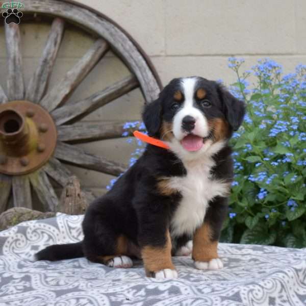 Harry, Bernese Mountain Dog Puppy