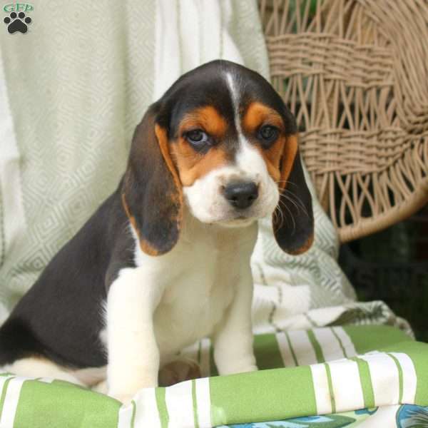 Harvey, Beagle Puppy