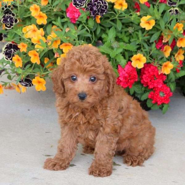 Harvey, Miniature Poodle Puppy