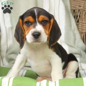 Harvey, Beagle Puppy