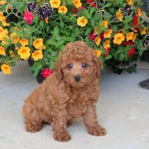 Harvey, Miniature Poodle Puppy