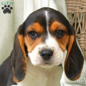 Harvey, Beagle Puppy