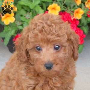 Harvey, Miniature Poodle Puppy
