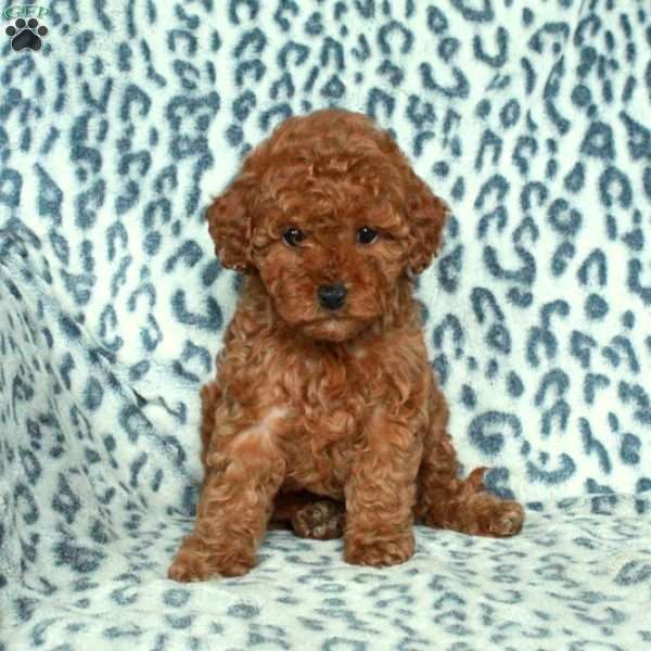Hattie, Miniature Poodle Puppy