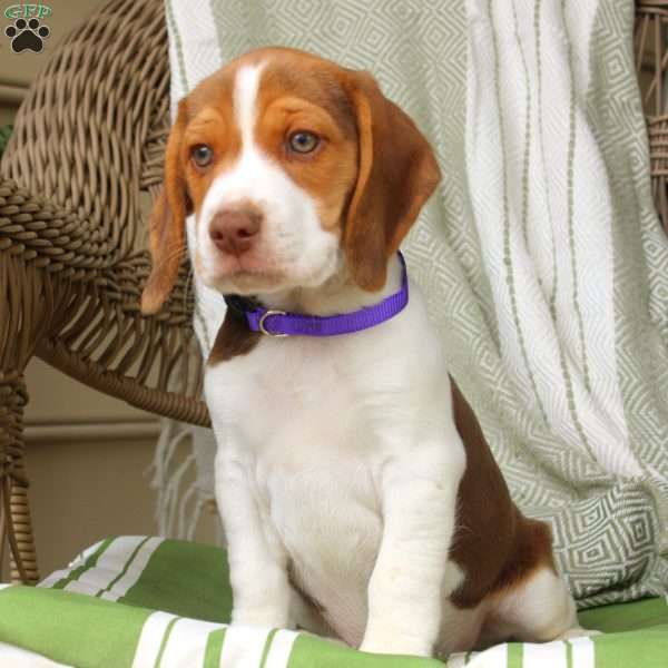 Hayden, Beagle Puppy