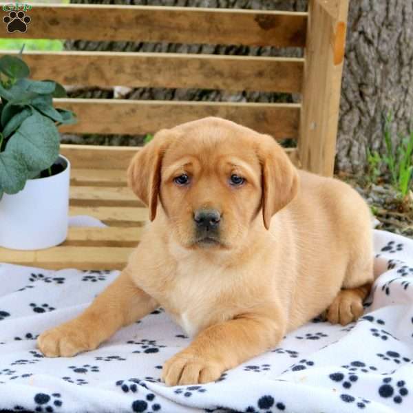 Haylee, Fox Red Labrador Retriever Puppy