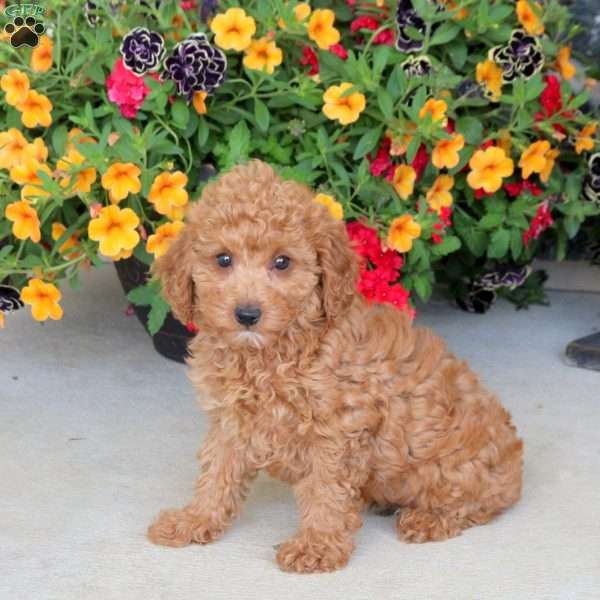 Hazel, Miniature Poodle Puppy