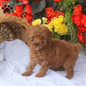 Hazel, Miniature Poodle Puppy