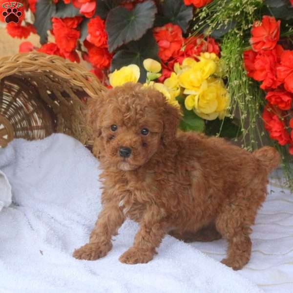 Hazel, Miniature Poodle Puppy
