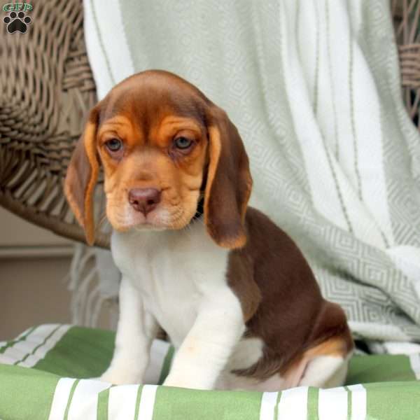 Hazel, Beagle Puppy
