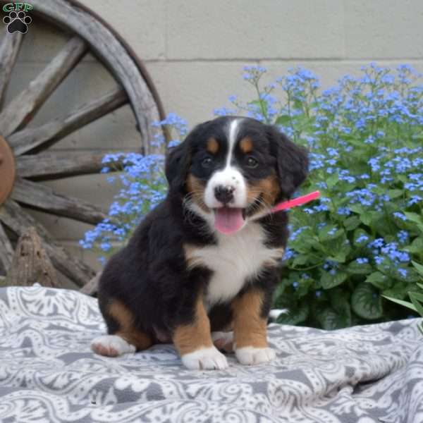 Hazel, Bernese Mountain Dog Puppy