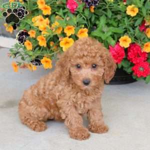 Hazel, Miniature Poodle Puppy