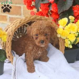 Hazel, Miniature Poodle Puppy