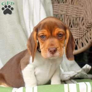 Hazel, Beagle Puppy