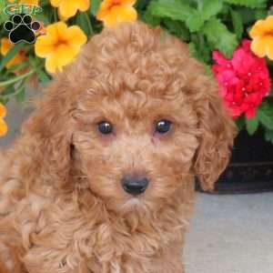 Hazel, Miniature Poodle Puppy